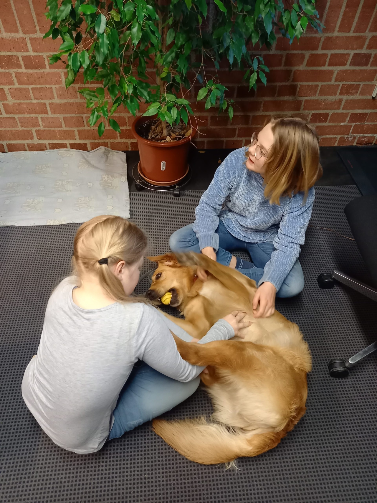 Unser Schulhund Ella – ein Zwischenbericht